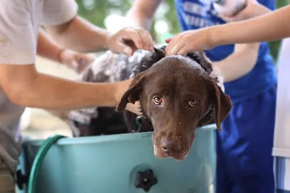 Mobile Pet Grooming Palm Bay — photo from their website