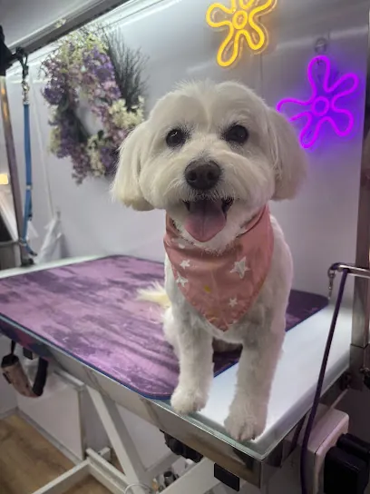 Disco Dogs Mobile Spa — photo from their website