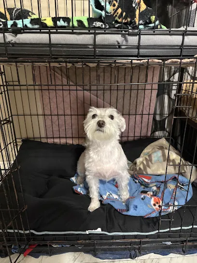 Pronto Paws Mobile Dog Spa — photo from their website