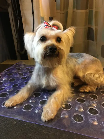 All Star Pet Mobile Grooming Spa — photo from their website