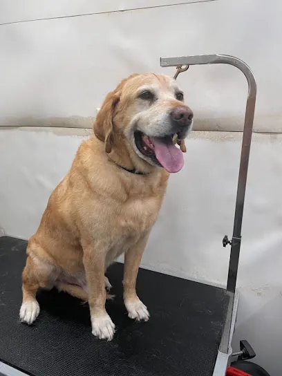 Pawgo Tempe Mobile Pet Grooming — photo from their website