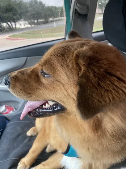 Mobile Doggy grooming and boarding — photo from their website