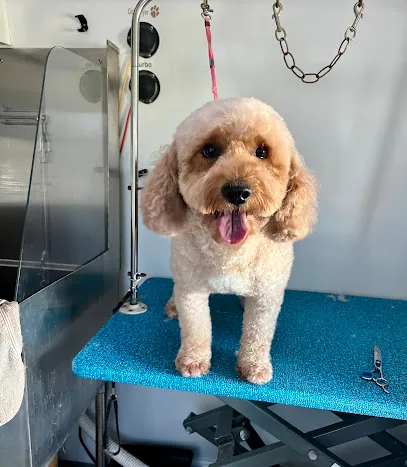 The Salty Dog Spa Mobile Grooming — photo from their website