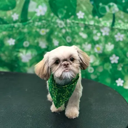 Dirty Dog Mobile Grooming LLC — photo from their website