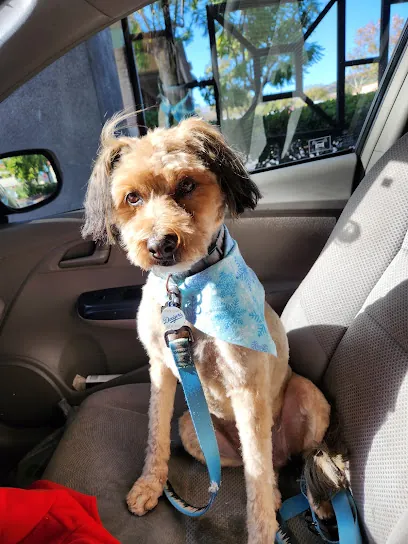 Mutt Cutts Dog Spa& Mobile Grooming — business logo from Google