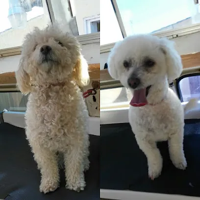 Jeannie's Mobile Pet Grooming — photo from their website