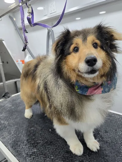 Divine K9 Mobile Dog Grooming — photo from their website