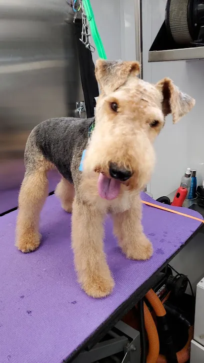 Spa Rexx Mobile Pet Grooming — photo from their website