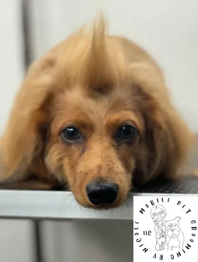 Mobile Pet Grooming By Nicole LLC — photo from their website