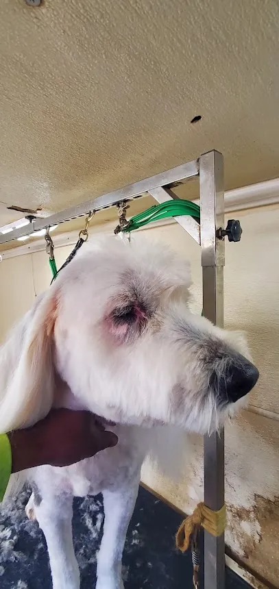 Michael Joe's Alpha Dog Mobile Grooming LLC (FluffDaddy) — photo from their website
