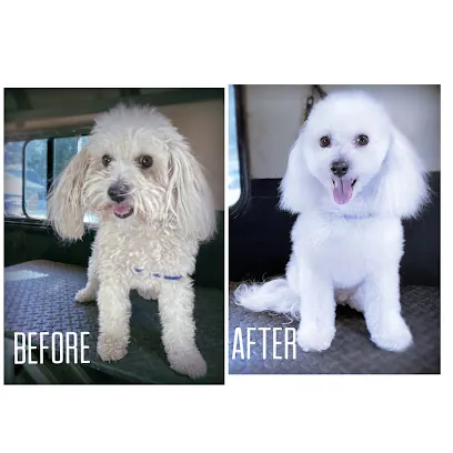 Mobile Pet Grooming by Jessa Lynn — photo from their website