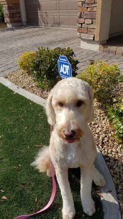AA1 Mobile Dog and Cat Grooming LLC. — photo from their website