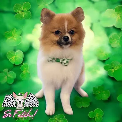 So Fetch! Mobile Dog Grooming — photo from their website
