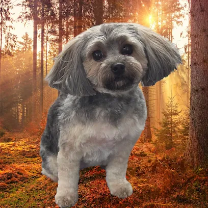 Barks Barber Mobile Dog Grooming — photo from their website