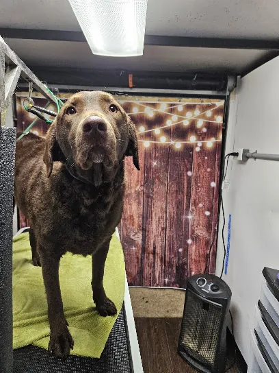 Beaus paws n claws Mobile Grooming — photo from their website