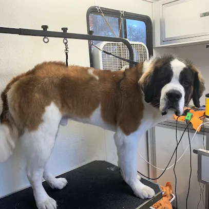 Curbside Clips Mobile Dog Grooming and Pet Spa — photo from their website