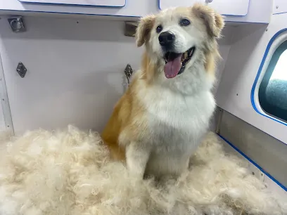 K9 Cleaners Inc. Mobile Dog Grooming — photo from their website