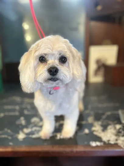 ALPHA DOG MOBILE GROOMING — photo from their website