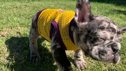 PETLA Mobile Grooming — photo from their website