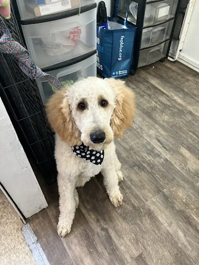 All 4 Paws Mobile Grooming — photo from their website