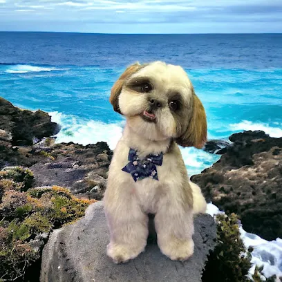 Shear Magic Mobile Grooming — photo from their website
