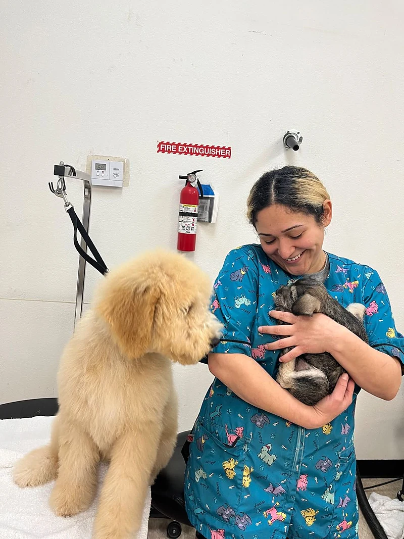 Pawgo Mobile Grooming Los Angeles — photo from their website