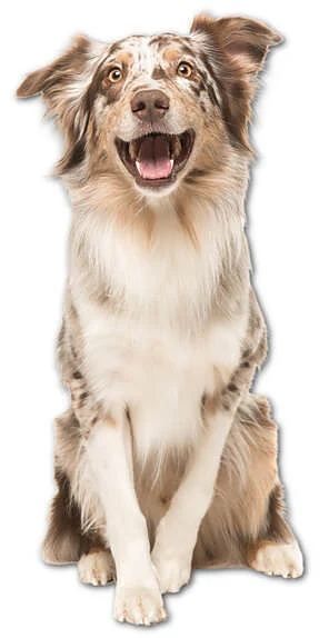 Aussie and Friends Mobile Dog Grooming — photo from their website