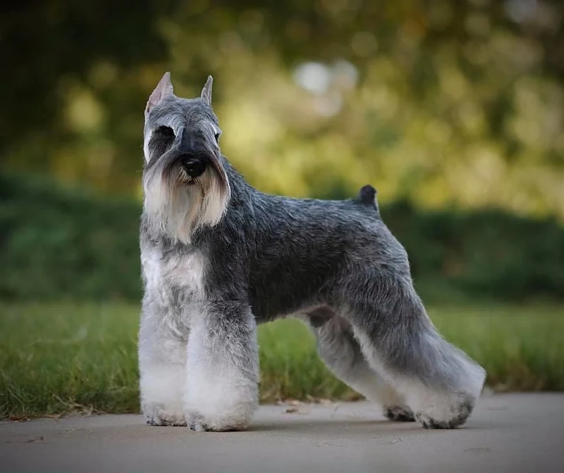 Brandyapple Mobile Grooming — photo from their website