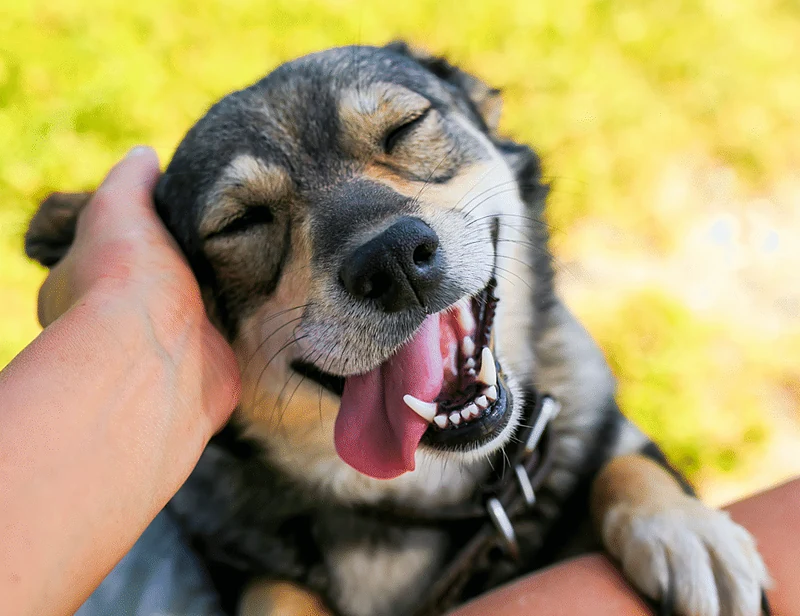 Bubbles Mobile Pets Grooming — photo from their website