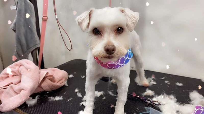 Celeste's Mobile Pet Spa — photo from their website