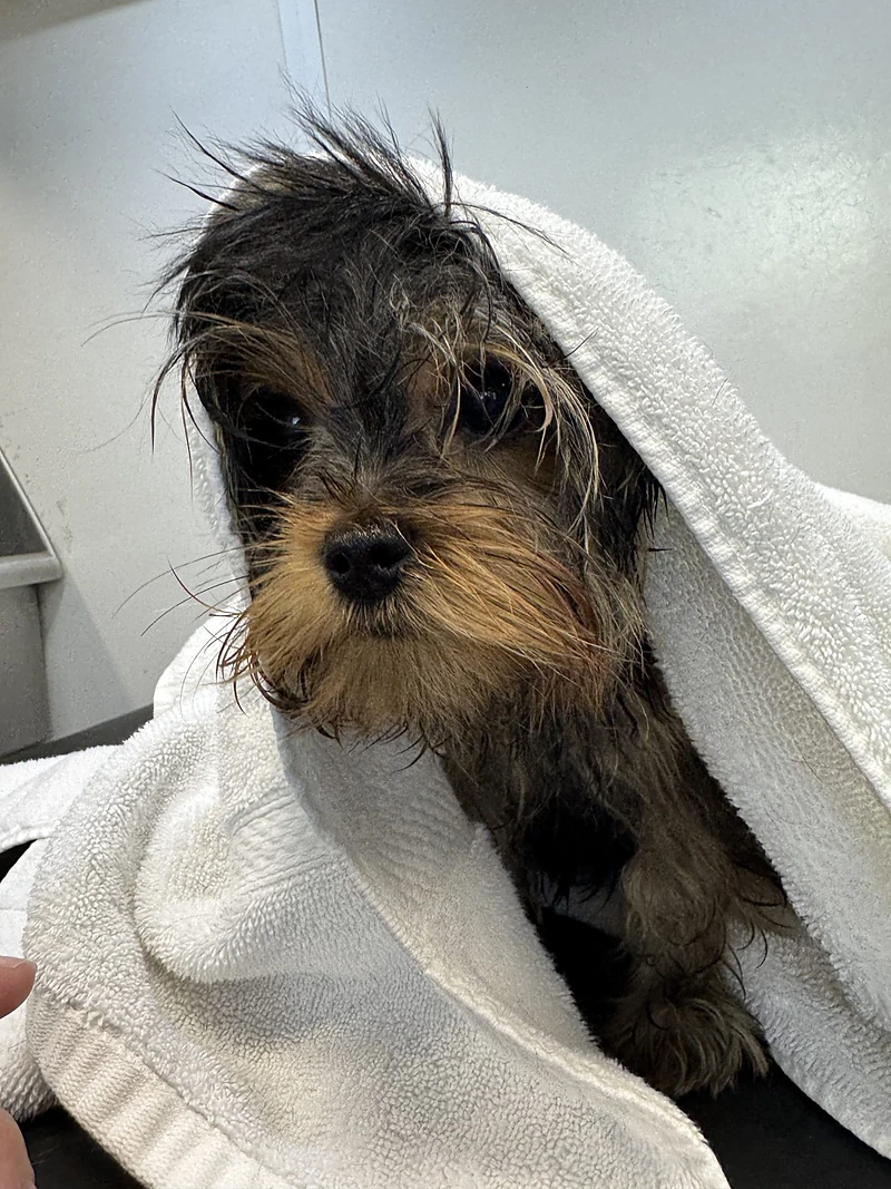 Charmed Paws Mobile Pet Spa — photo from their website