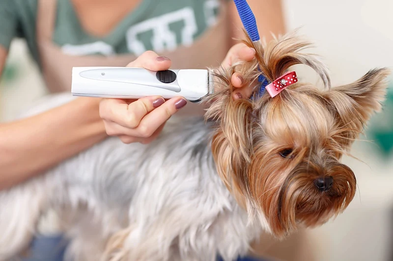 Chewzy Mobile Grooming & Dog Services — photo from their website