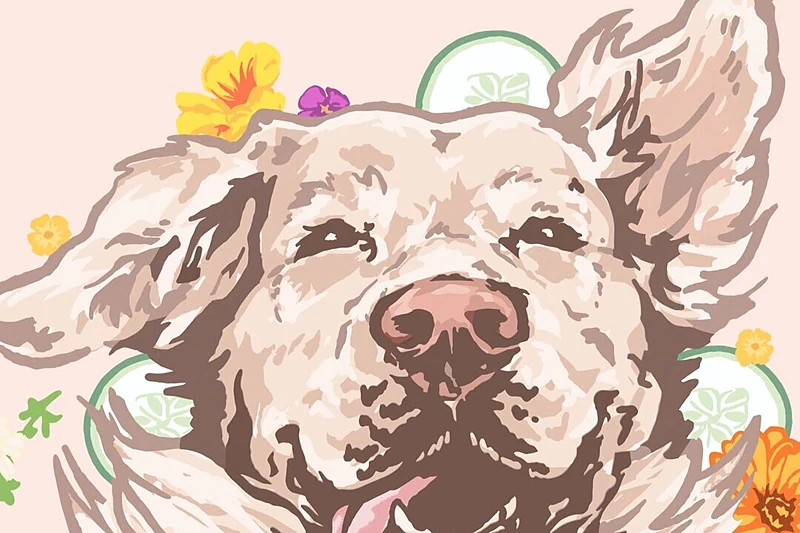 Cutie Pawtootie mobile grooming — photo from their website