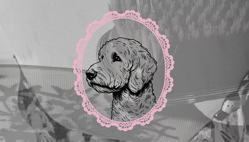 Darling Dogs Mobile Grooming LLC — photo from their website