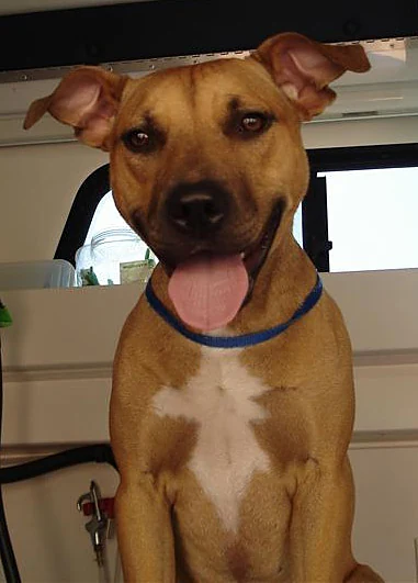 Dog Works Mobile Pet Grooming LLC — photo from their website