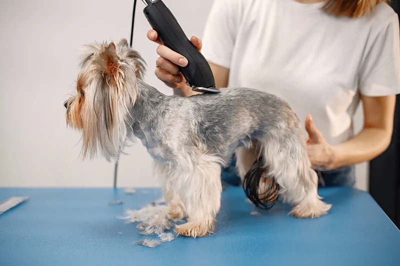 Fancy Paws Mobile Spa — photo from their website