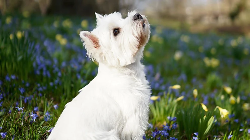 Good Dog Spa & Grooming Granite Bay — photo from their website