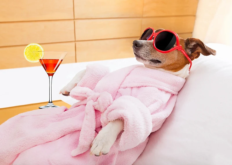 Good Dog Mobile Grooming — photo from their website