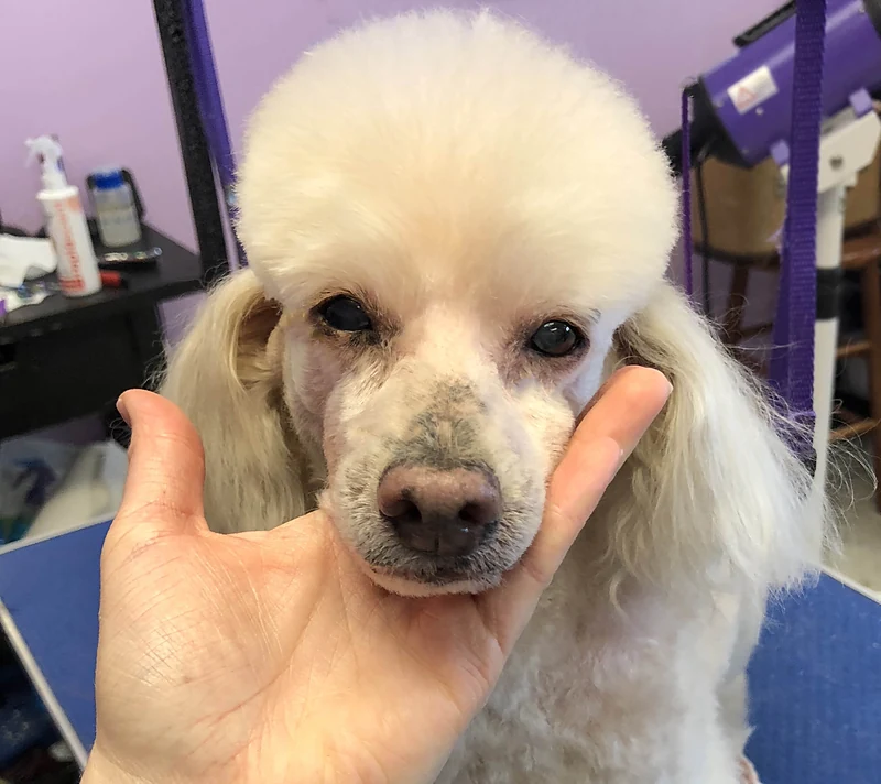 Groomed Sweet Mobile Pet Salon — photo from their website