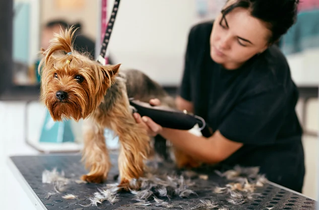 Mandys Mobile Groomit — photo from their website