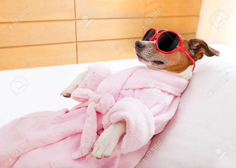 Happy Tails Mobile Dog Grooming Spa — photo from their website