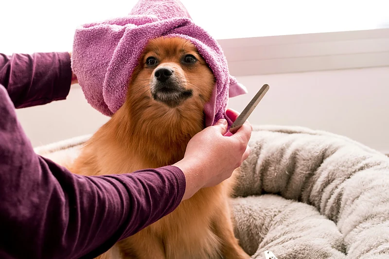 Holistic Mobile Pet Grooming — photo from their website