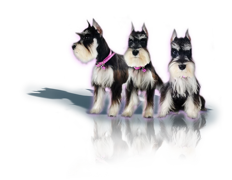 LAS TRES YE MOBILE PET GROOMING — photo from their website