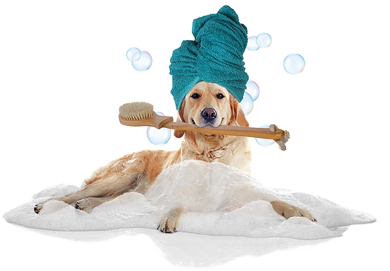 Lucky Dog Mobile Grooming Spa — business logo from Google