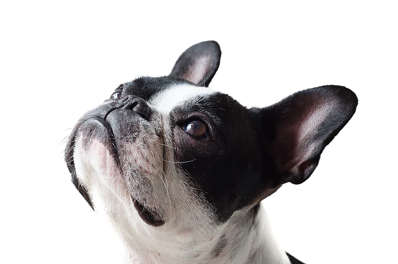 All About Pups Mobile Grooming — photo from their website