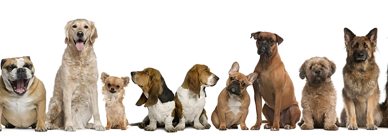 Morgan Mobile Pet Grooming — photo from their website