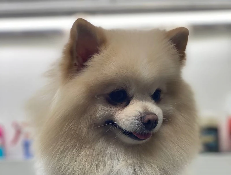Mr. Anthony Pet Grooming Mobile — photo from their website