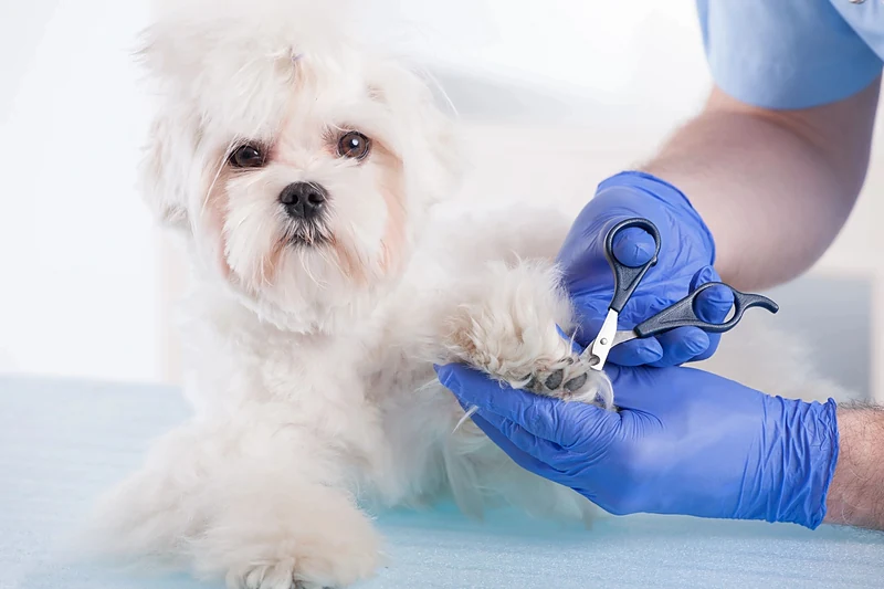 Mutt Cutts Dog Spa& Mobile Grooming — photo from their website
