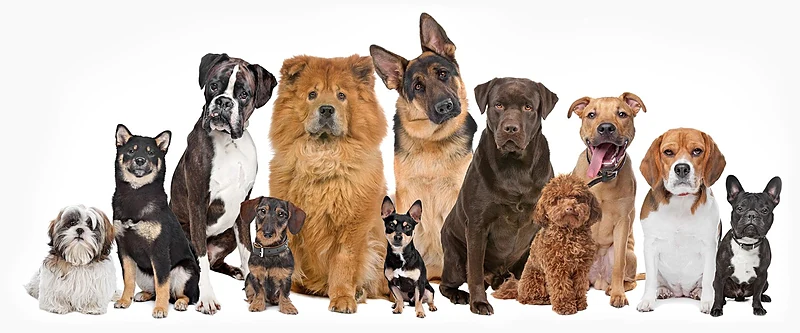 Orange County Mobile Dog Grooming — photo from their website