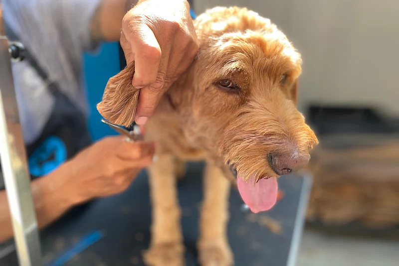 Petpura Mobile Pet Grooming — photo from their website